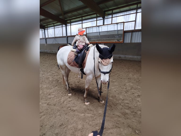 Cheval de selle allemand Croisé Jument 7 Ans 160 cm Gris in Klein Nordende