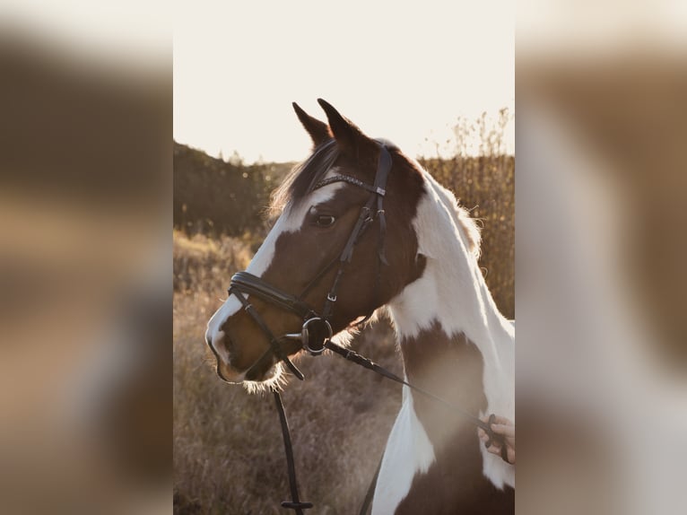 Cheval de selle allemand Croisé Jument 7 Ans 160 cm Pinto in Creuzburg