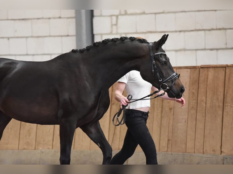 Cheval de selle allemand Jument 7 Ans 163 cm Bai brun foncé in Markvippach