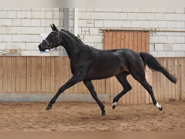 Cheval de selle allemand Jument 7 Ans 163 cm Bai brun foncé in Markvippach