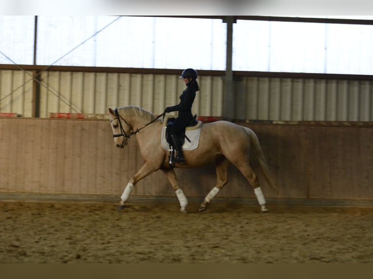 Cheval de selle allemand Jument 7 Ans 163 cm Palomino in Borken