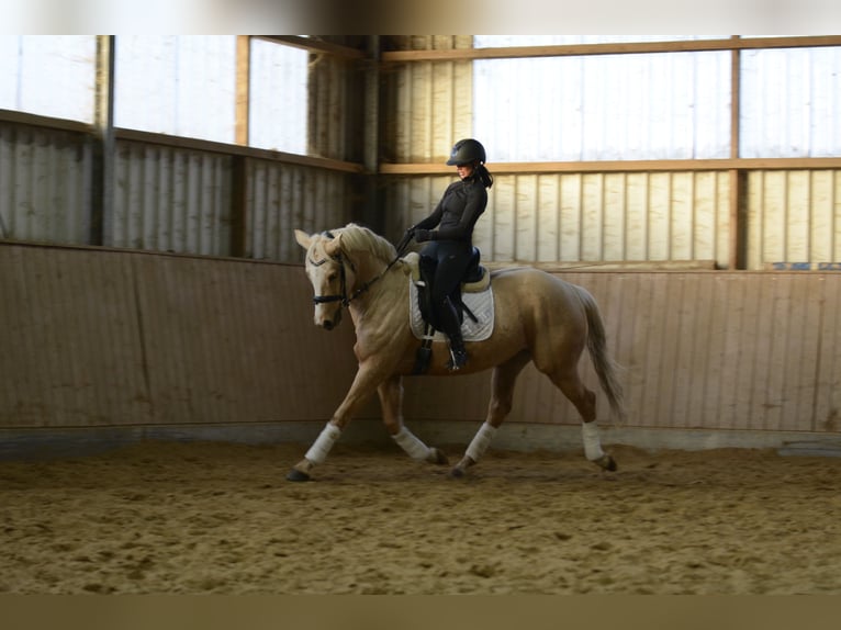 Cheval de selle allemand Jument 7 Ans 163 cm Palomino in Borken
