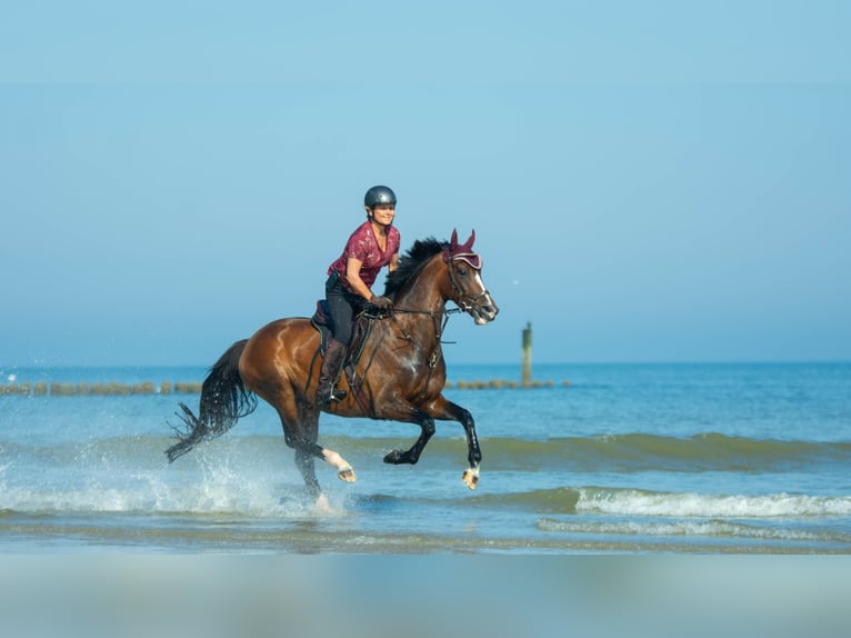 Cheval de selle allemand Jument 7 Ans 165 cm Bai in Neustadt (Wied)