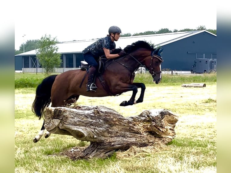 Cheval de selle allemand Jument 7 Ans 165 cm Bai in Neustadt (Wied)