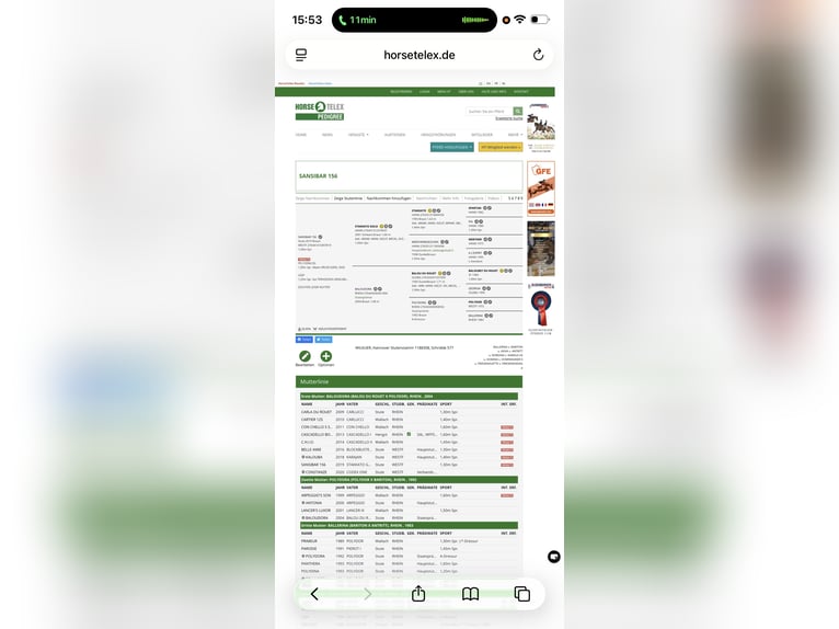 Cheval de selle allemand Jument 7 Ans 165 cm Bai in Uedem