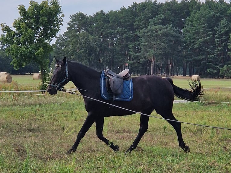 Cheval de selle allemand Jument 7 Ans 167 cm Bai brun foncé in Storkow