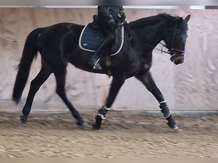 Cheval de selle allemand Jument 7 Ans 167 cm Bai brun foncé in Storkow