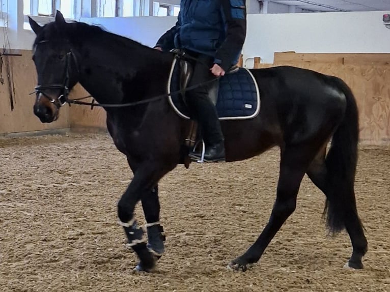 Cheval de selle allemand Jument 7 Ans 167 cm Bai brun foncé in Storkow