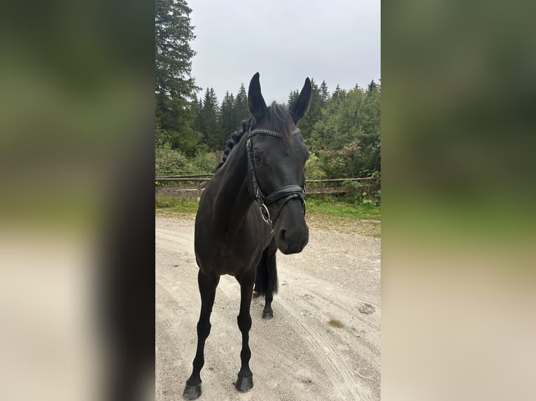 Cheval de selle allemand Jument 7 Ans 167 cm Noir in Mittenwald