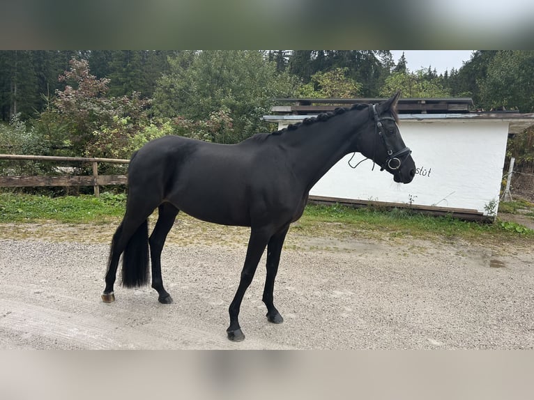 Cheval de selle allemand Jument 7 Ans 167 cm Noir in Mittenwald