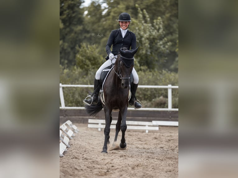Cheval de selle allemand Jument 7 Ans 167 cm Noir in Mittenwald
