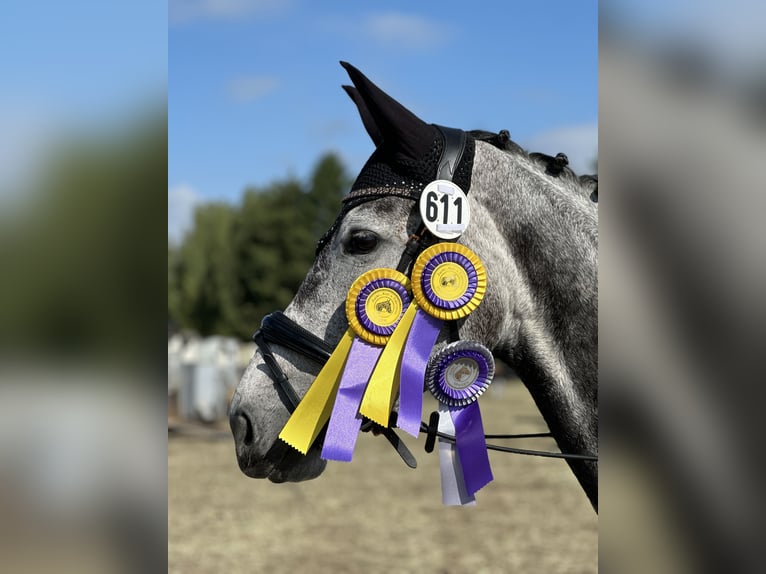 Cheval de selle allemand Jument 7 Ans 169 cm Gris noir in Bocholt