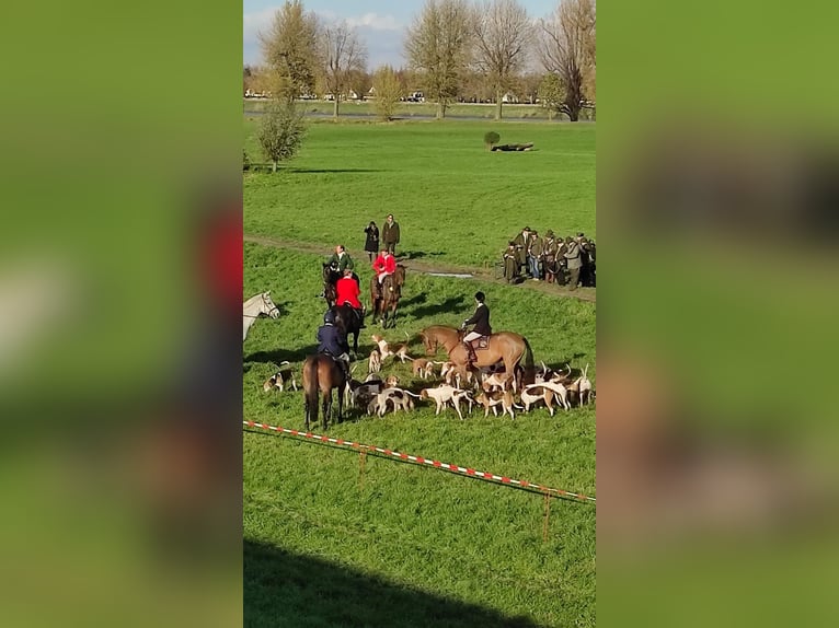 Cheval de selle allemand Jument 7 Ans 170 cm Bai brun foncé in Ratingen Cheval de selle allemand Jument 7 Ans 170 cm Bai brun foncé in Ratingen