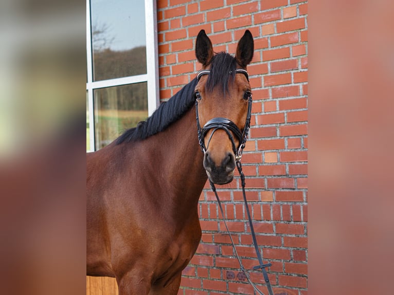 Cheval de selle allemand Jument 7 Ans 172 cm Bai in Nottuln