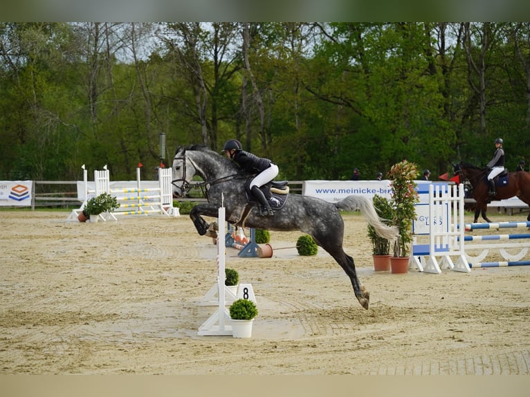 Cheval de selle allemand Jument 7 Ans 174 cm Gris in Rosengarten