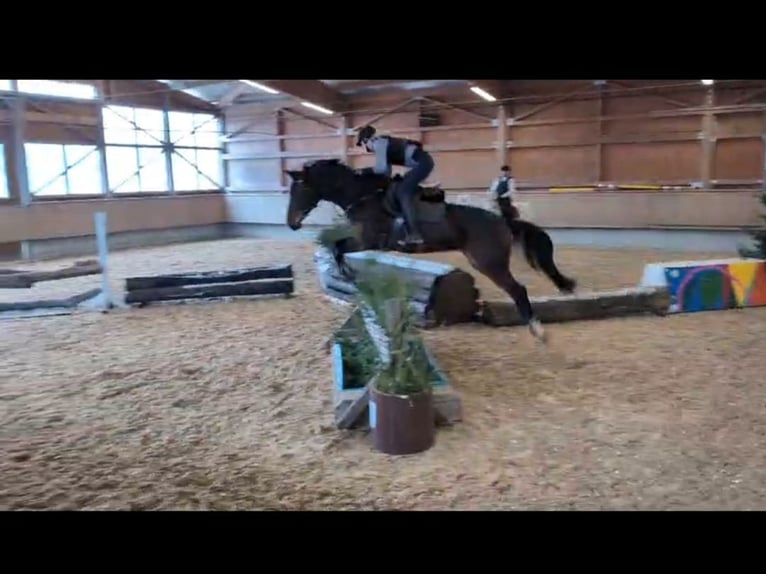 Cheval de selle allemand Jument 7 Ans 175 cm Bai brun in Rot an der Rot