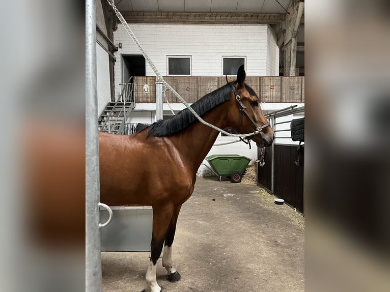 Cheval de selle allemand Jument 7 Ans 175 cm Bai in Gronau (Westfalen)