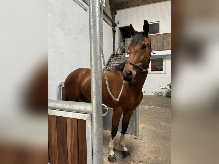 Cheval de selle allemand Jument 7 Ans 175 cm Bai in Gronau (Westfalen)