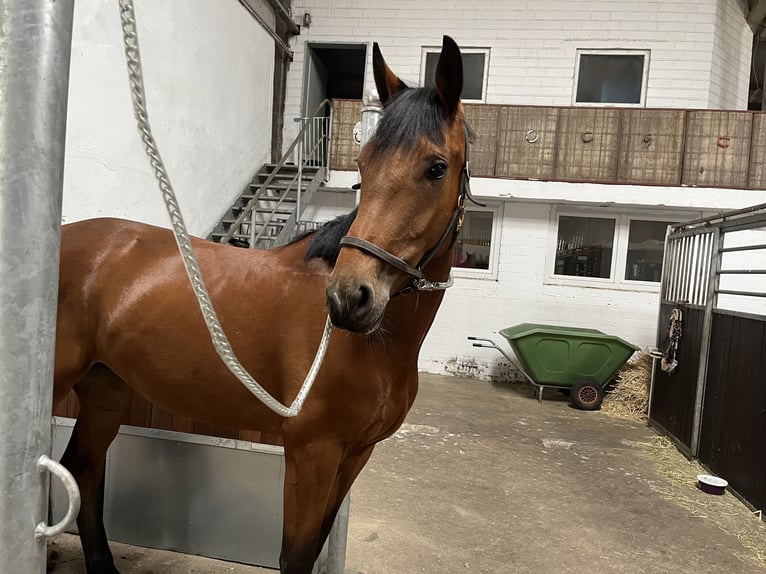 Cheval de selle allemand Jument 7 Ans 175 cm Bai in Gronau (Westfalen)