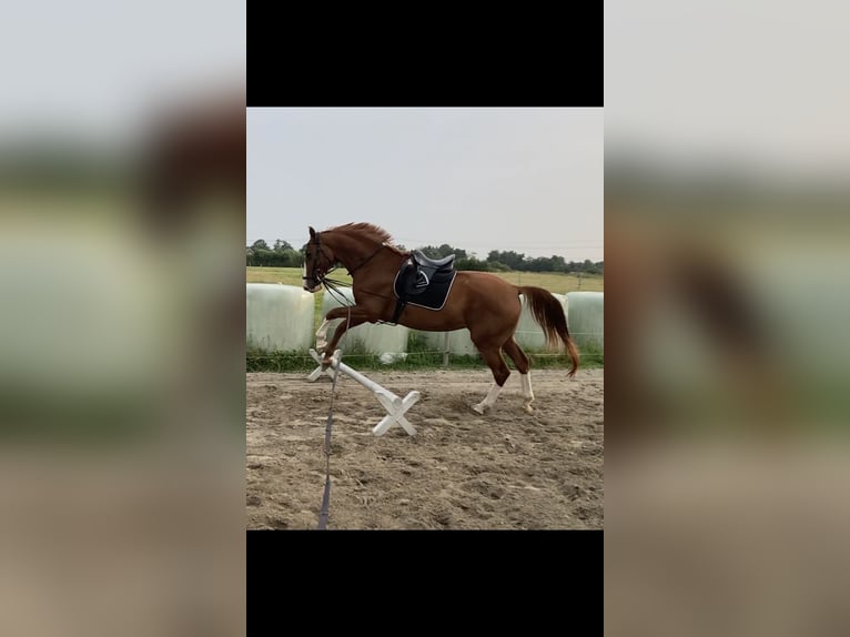 Cheval de selle allemand Jument 7 Ans 178 cm Alezan in Wobbenbüll