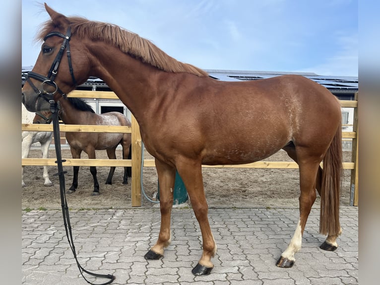 Cheval de selle allemand Jument 8 Ans 146 cm Alezan in Fehmarn