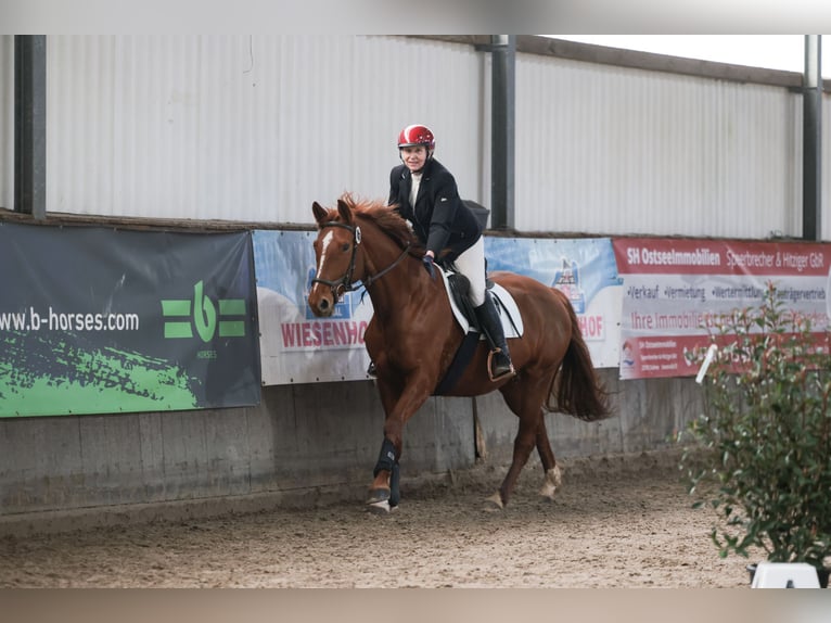 Cheval de selle allemand Jument 8 Ans 157 cm Alezan in Großharrie