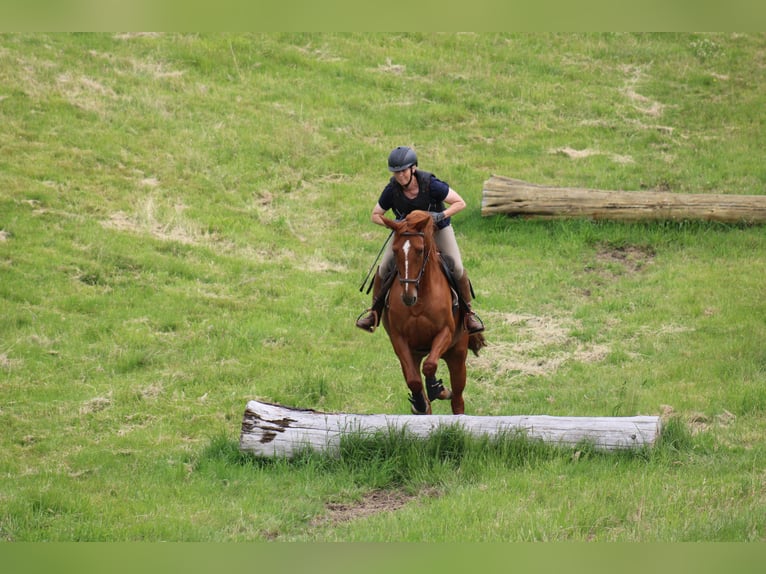 Cheval de selle allemand Jument 8 Ans 157 cm Alezan in Großharrie
