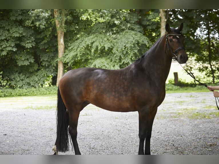 Cheval de selle allemand Jument 8 Ans 161 cm Bai brun in Geestland