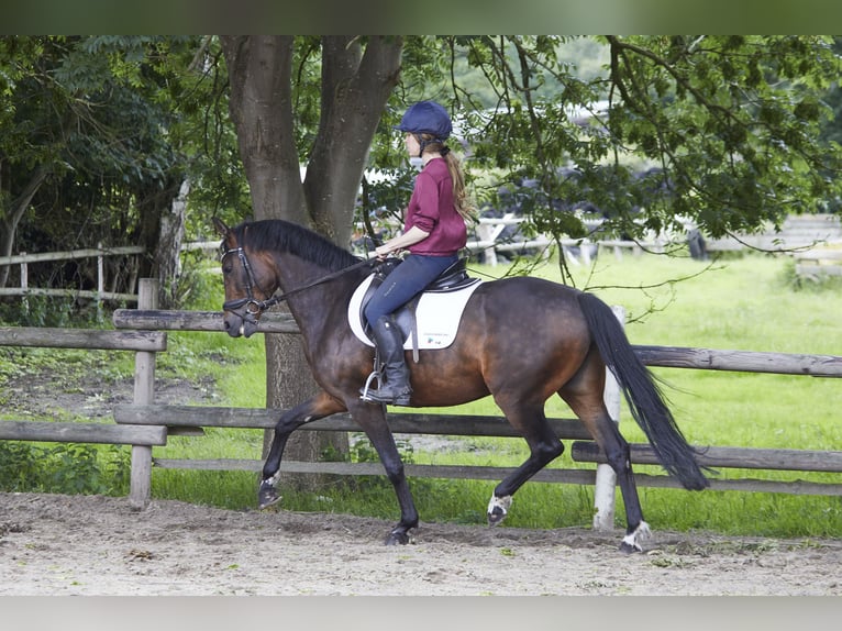 Cheval de selle allemand Jument 8 Ans 161 cm Bai brun in Geestland