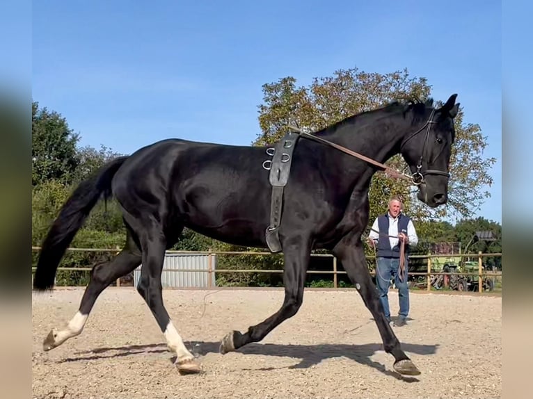 Cheval de selle allemand Jument 8 Ans 168 cm Noir in Meißenheim
