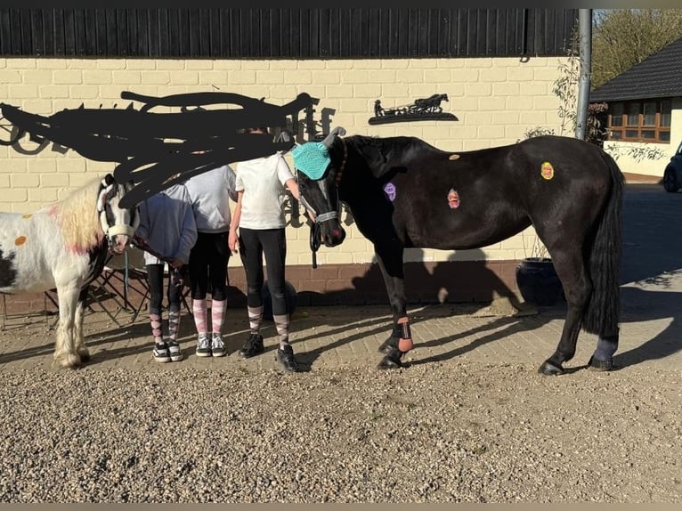 Cheval de selle allemand Croisé Jument 9 Ans 152 cm Bai in Nettetal