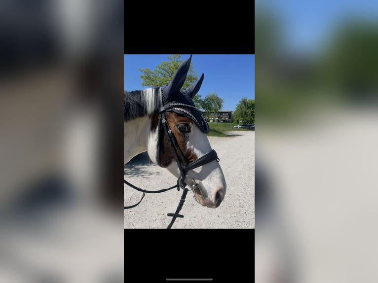 Cheval de selle allemand Jument 9 Ans 155 cm Pinto in Speyer