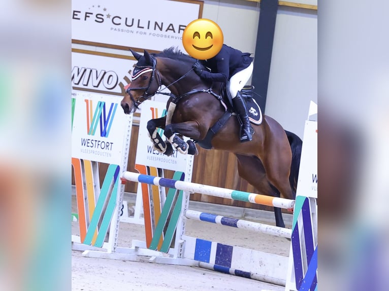 Cheval de selle allemand Jument 9 Ans 160 cm Bai in Büttelborn