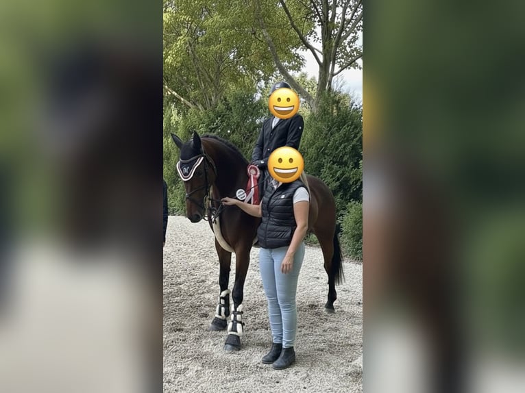 Cheval de selle allemand Jument 9 Ans 160 cm Bai in Büttelborn