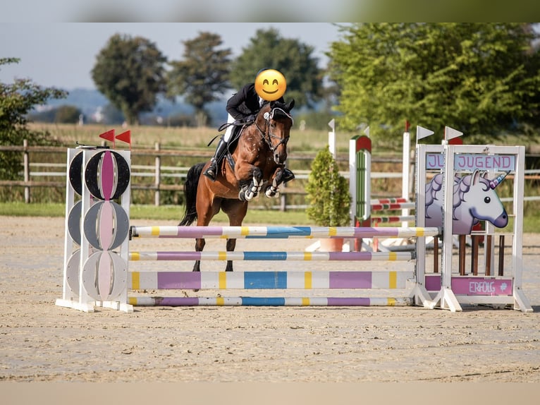 Cheval de selle allemand Jument 9 Ans 160 cm Bai in Büttelborn