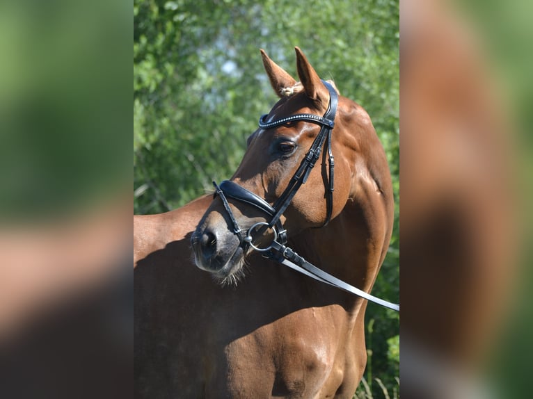 Cheval de selle allemand Jument 9 Ans 161 cm Alezan brûlé in Feldkirchen-Westerham