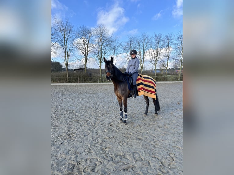 Cheval de selle allemand Jument 9 Ans 162 cm Bai brun in Vechta