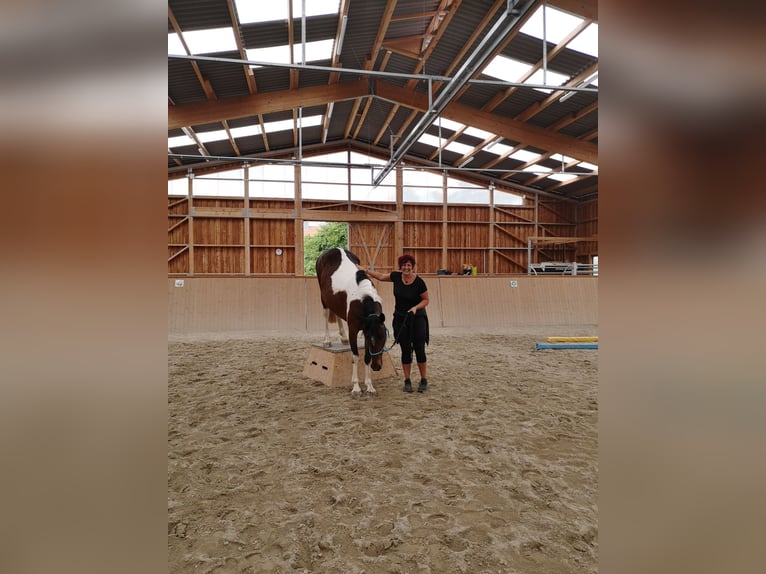 Cheval de selle allemand Jument 9 Ans 164 cm Pinto in Freiburg im Breisgau