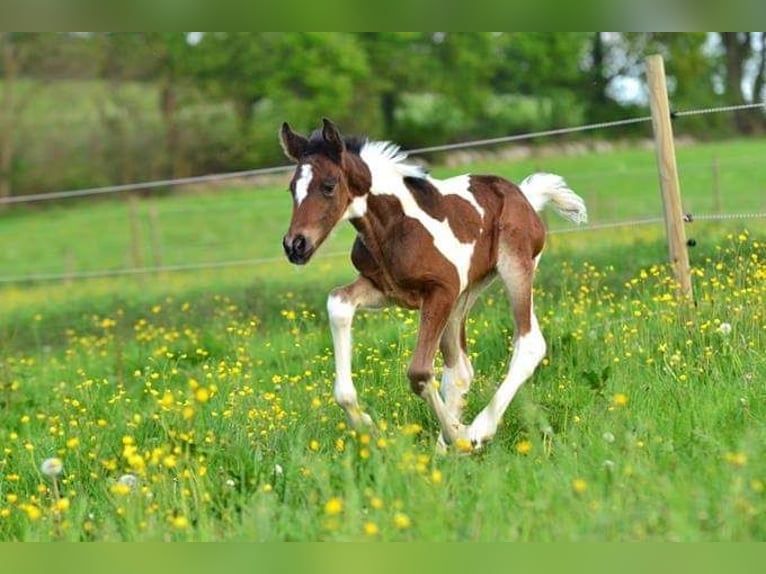 Cheval de selle allemand Jument 9 Ans 164 cm Pinto in Freiburg im Breisgau