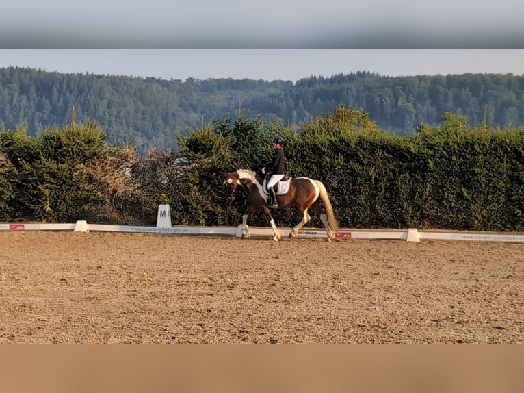 Cheval de selle allemand Jument 9 Ans 164 cm Pinto in Freiburg im Breisgau