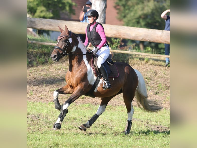 Cheval de selle allemand Jument 9 Ans 164 cm Pinto in Freiburg im Breisgau