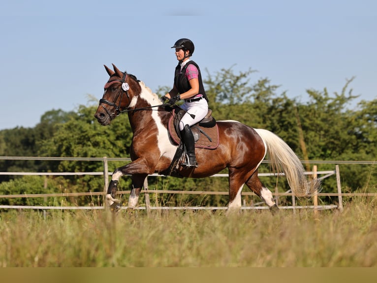 Cheval de selle allemand Jument 9 Ans 164 cm Pinto in Freiburg im Breisgau