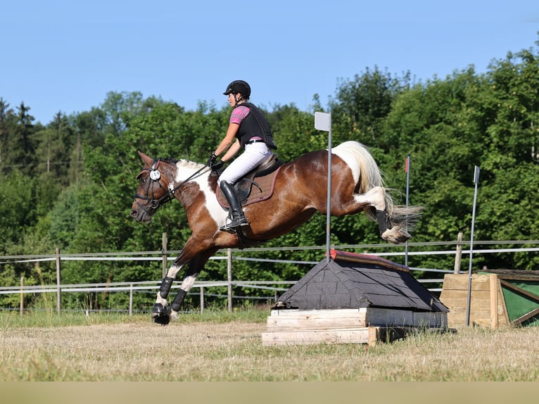 Cheval de selle allemand Jument 9 Ans 164 cm Pinto in Freiburg im Breisgau