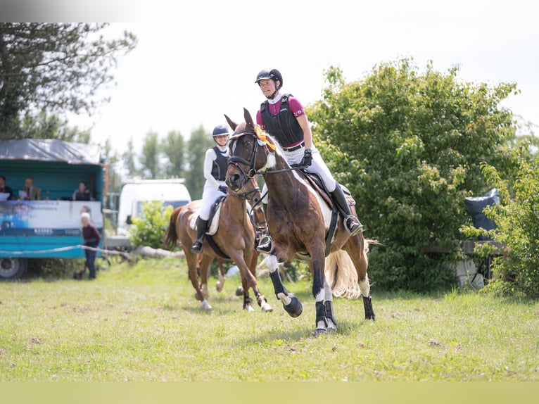 Cheval de selle allemand Jument 9 Ans 164 cm Pinto in Freiburg im Breisgau