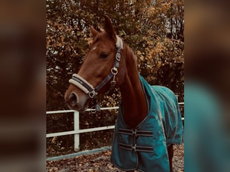 Cheval de selle allemand Jument 9 Ans 165 cm Alezan in Langenselbold