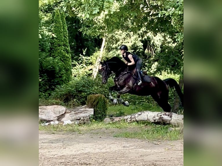 Cheval de selle allemand Jument 9 Ans 165 cm Bai brun foncé in Gütersloh