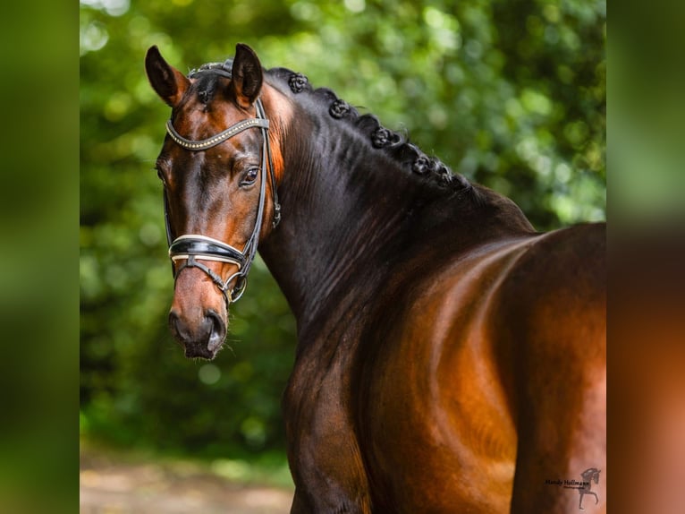 Cheval de selle allemand Jument 9 Ans 165 cm Bai in Ochtrup