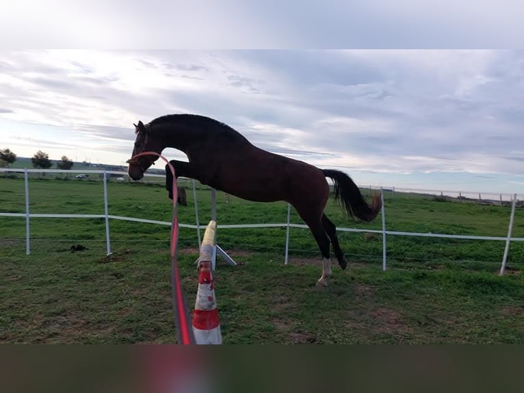 Cheval de selle allemand Jument 9 Ans 165 cm Bai in Döbeln Cheval de selle allemand Jument 9 Ans 165 cm Bai in Döbeln