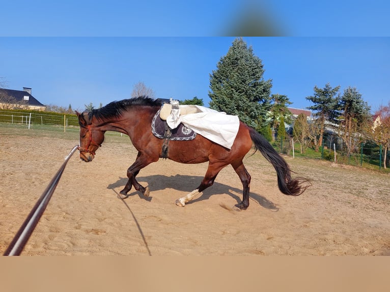 Cheval de selle allemand Jument 9 Ans 165 cm Bai in Döbeln Cheval de selle allemand Jument 9 Ans 165 cm Bai in Döbeln