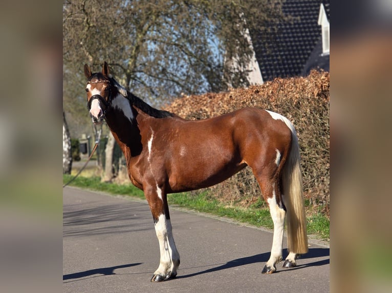 Cheval de selle allemand Jument 9 Ans 165 cm Pinto in Someren